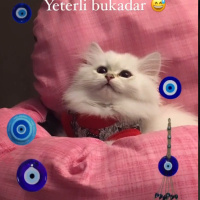 British Longhair, Kedi  Mia fotoğrafı