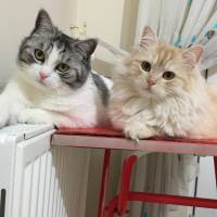 Tekir Kedi, Kedi  Fındık fotoğrafı