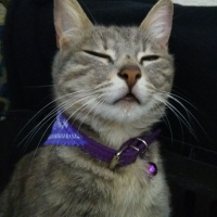 Tekir Kedi, Kedi  venüs fotoğrafı