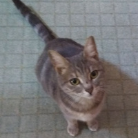 Tekir Kedi, Kedi  venüs fotoğrafı