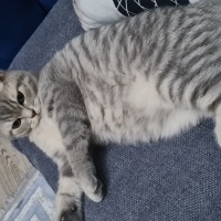 British Shorthair, Kedi  Bıdık fotoğrafı