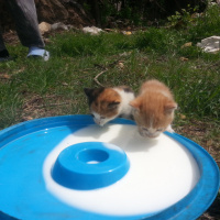 Tekir Kedi, Kedi  Henüz adi yok fotoğrafı