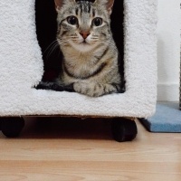 Tekir Kedi, Kedi  Balım fotoğrafı