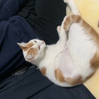 Tekir Kedi, Kedi  Pamuk fotoğrafı