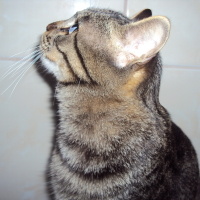 Tekir Kedi, Kedi  Leon fotoğrafı