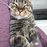 Tekir Kedi, Kedi  Leon fotoğrafı
