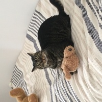 Tekir Kedi, Kedi  Leon fotoğrafı