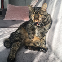 Tekir Kedi, Kedi  Leon fotoğrafı