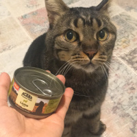 Tekir Kedi, Kedi  Leon fotoğrafı