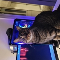 Tekir Kedi, Kedi  Leon fotoğrafı