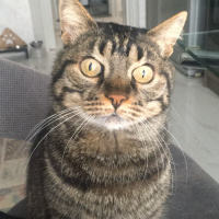 Tekir Kedi, Kedi  Leon fotoğrafı