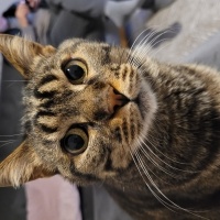 Tekir Kedi, Kedi  Leon fotoğrafı