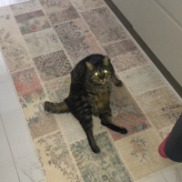 Tekir Kedi, Kedi  Leon fotoğrafı