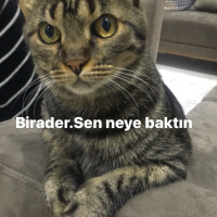 Tekir Kedi, Kedi  Leon fotoğrafı