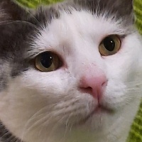 Tekir Kedi, Kedi  Duman fotoğrafı