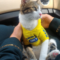 Tekir Kedi, Kedi  Biricik fotoğrafı
