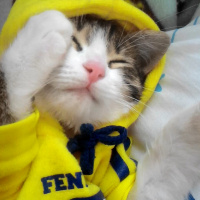 Tekir Kedi, Kedi  Biricik fotoğrafı