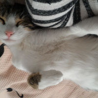 Tekir Kedi, Kedi  Biricik fotoğrafı