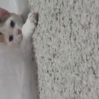 Tekir Kedi, Kedi  Şans fotoğrafı
