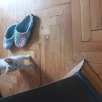 Tekir Kedi, Kedi  Şans fotoğrafı
