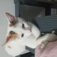 Tekir Kedi, Kedi  Şans fotoğrafı