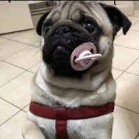 Pug, Köpek  RIFKI fotoğrafı