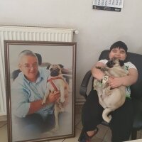 Pug, Köpek  RIFKI fotoğrafı