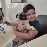 Pug, Köpek  RIFKI fotoğrafı