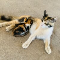 Tekir Kedi, Kedi  Toffy fotoğrafı