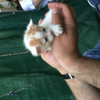 Tekir Kedi, Kedi  5 yavru fotoğrafı