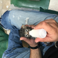 Tekir Kedi, Kedi  5 yavru fotoğrafı