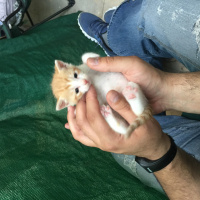 Tekir Kedi, Kedi  5 yavru fotoğrafı