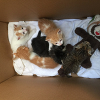 Tekir Kedi, Kedi  5 yavru fotoğrafı