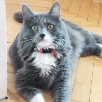 Norwegian Forest, Kedi  Duman fotoğrafı