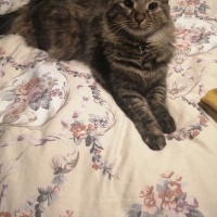 Tekir Kedi, Kedi  Müezza fotoğrafı