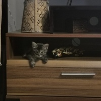 Tekir Kedi, Kedi  Müezza fotoğrafı