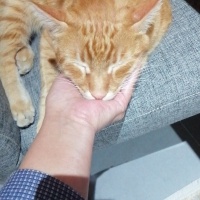 Tekir Kedi, Kedi  Pati fotoğrafı