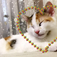Tekir Kedi, Kedi  Şanslı fotoğrafı
