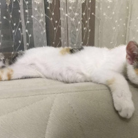 Tekir Kedi, Kedi  Şanslı fotoğrafı