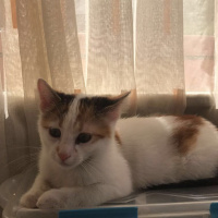 Tekir Kedi, Kedi  Şanslı fotoğrafı