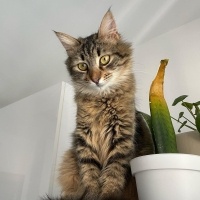 Tekir Kedi, Kedi  Sushi fotoğrafı