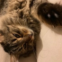 Tekir Kedi, Kedi  Sushi fotoğrafı
