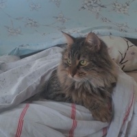 Tekir Kedi, Kedi  Sushi fotoğrafı