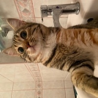 Tekir Kedi, Kedi  Loki fotoğrafı