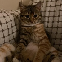 Tekir Kedi, Kedi  Loki fotoğrafı