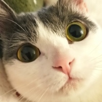Tekir Kedi, Kedi  Luna Mırmırova fotoğrafı