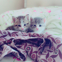 Abyssinian, Kedi  Duman&Sokak fotoğrafı
