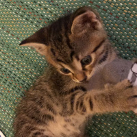 British Shorthair, Kedi  Köfte fotoğrafı