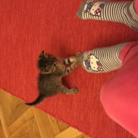 British Shorthair, Kedi  Köfte fotoğrafı