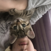 British Shorthair, Kedi  Köfte fotoğrafı